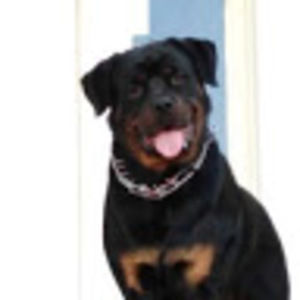 Meet your Posher, Robbie